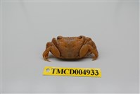 藏品(雙齒近相手蟹)的圖片